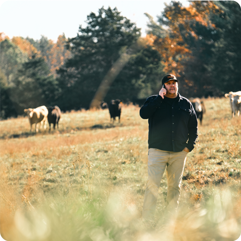 Chris Carter, Co-Founder and CEO of Porter Road, talks on his phone while standing on a sunny hill surrounded by peaceful cattle