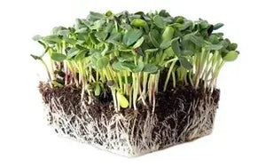 Microgreens Seeds