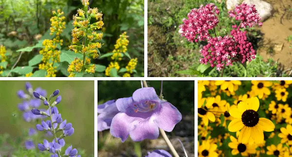Choose Your Own Plants collage.