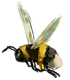 pollinator background image