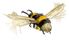 pollinator background image