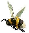 bee