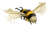 bee