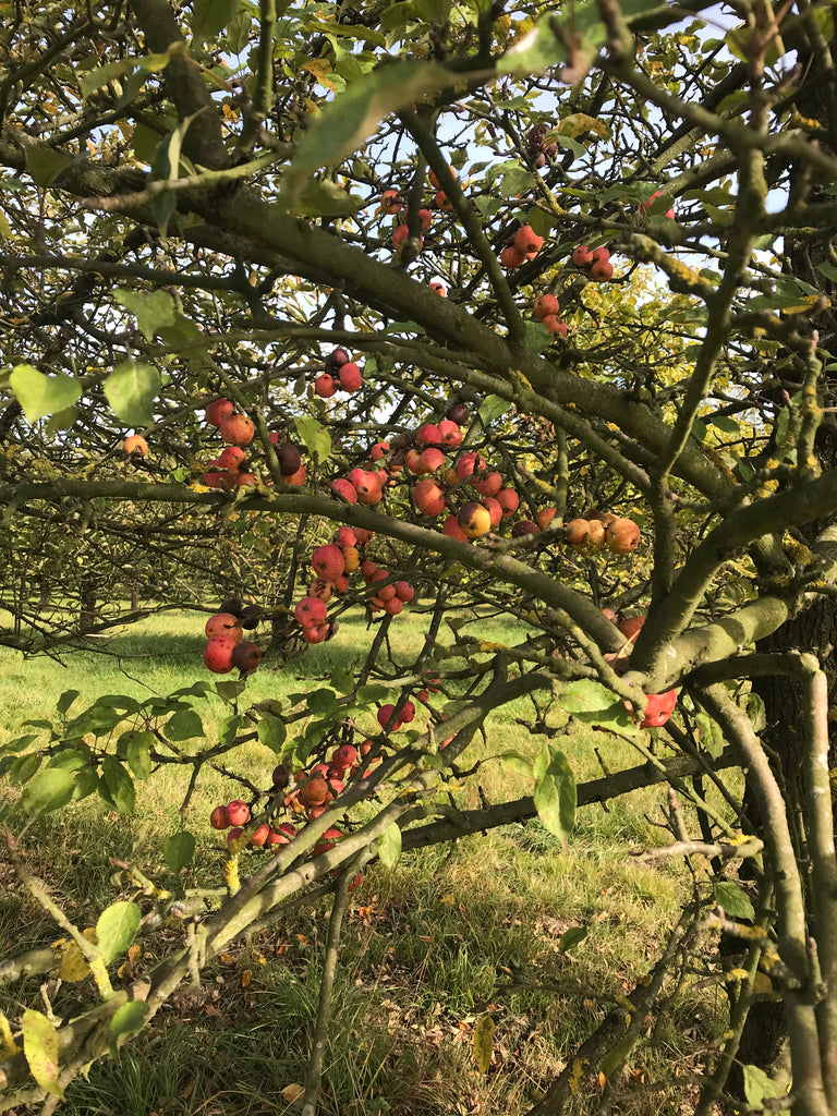 Æbler på træet