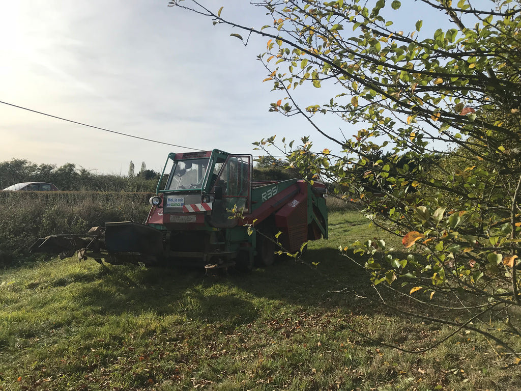 apple harvest