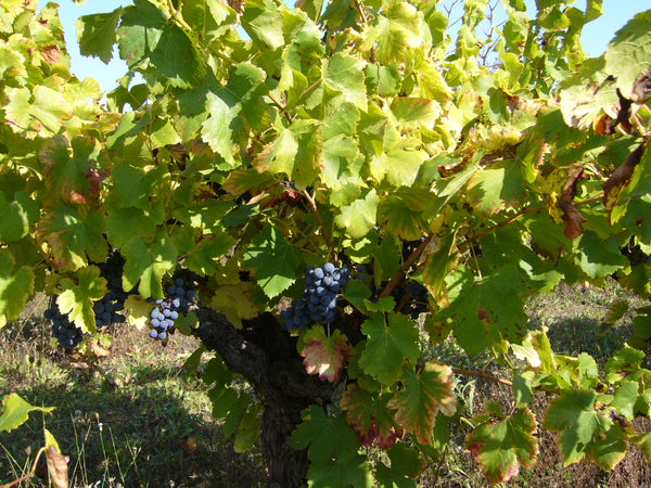 Blue grapes in the sun