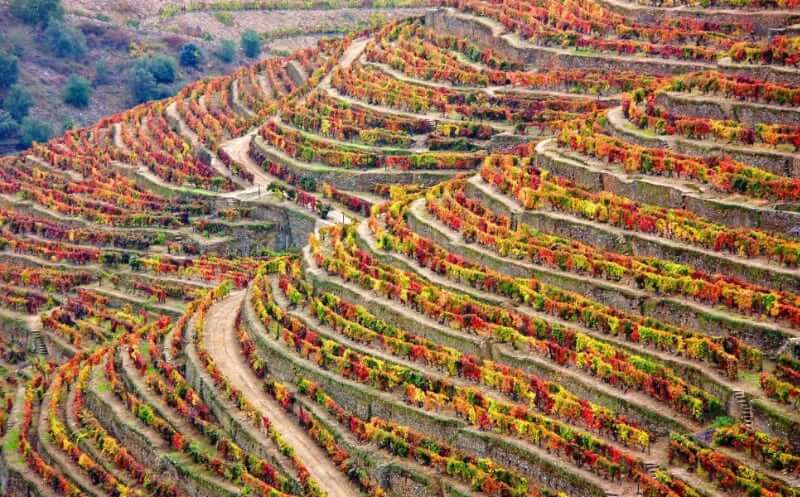 Weinberge im Douro