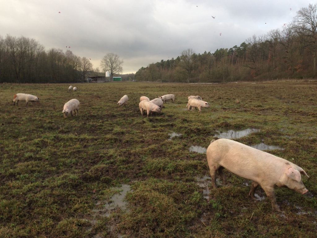 Acorn pigs on the pasture