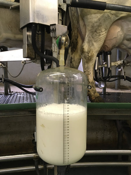 Freshly milked milk in the milking facility