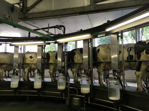 Cows in the milking facility at DeJongenhoeve