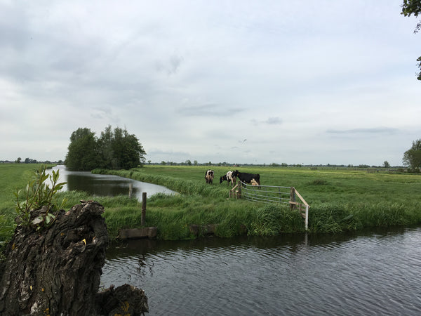 Cows on the pasture in front of DeJongenhoeve