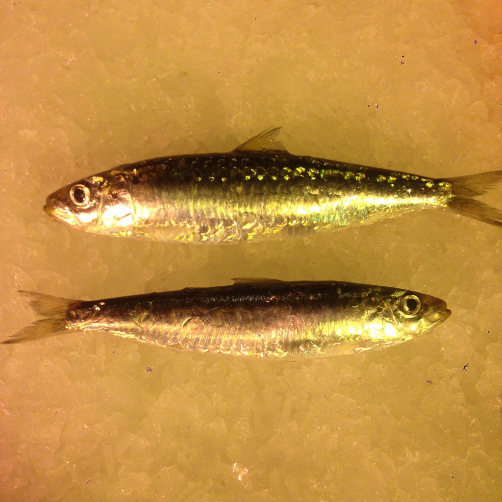 Friskfangede sardiner