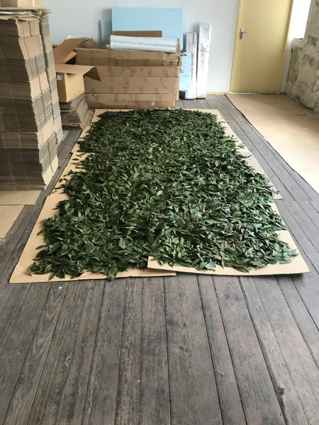 Bay leaves are drying in the attic