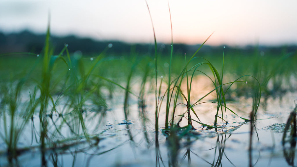 Rice fields