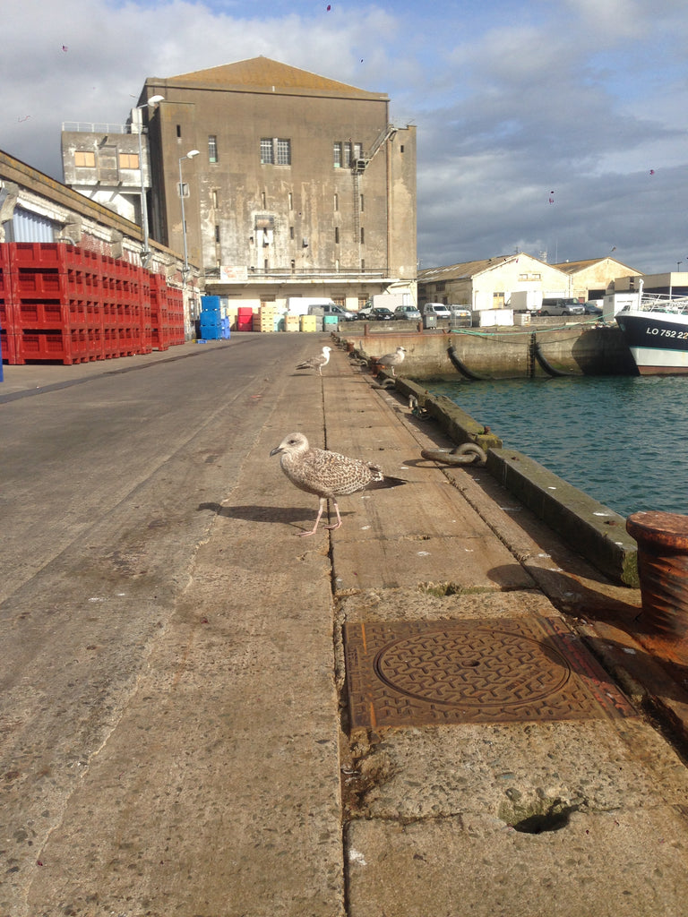 Måger i havnen i Lorient