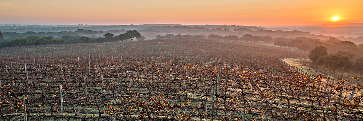 Herdade do Portocarro - Weinberge