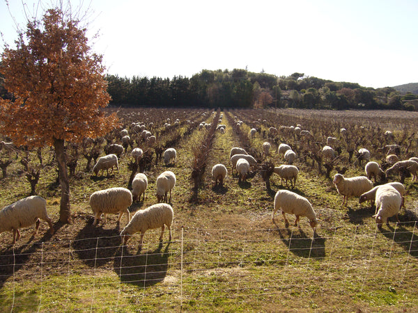 Grasende Schafe in den Weinbergen