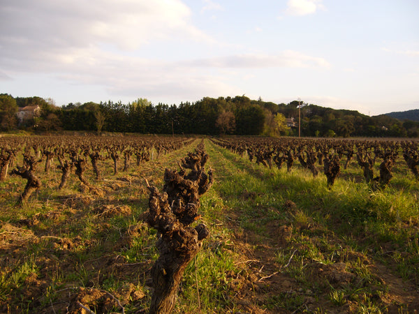 Solrige vinmarker i marts