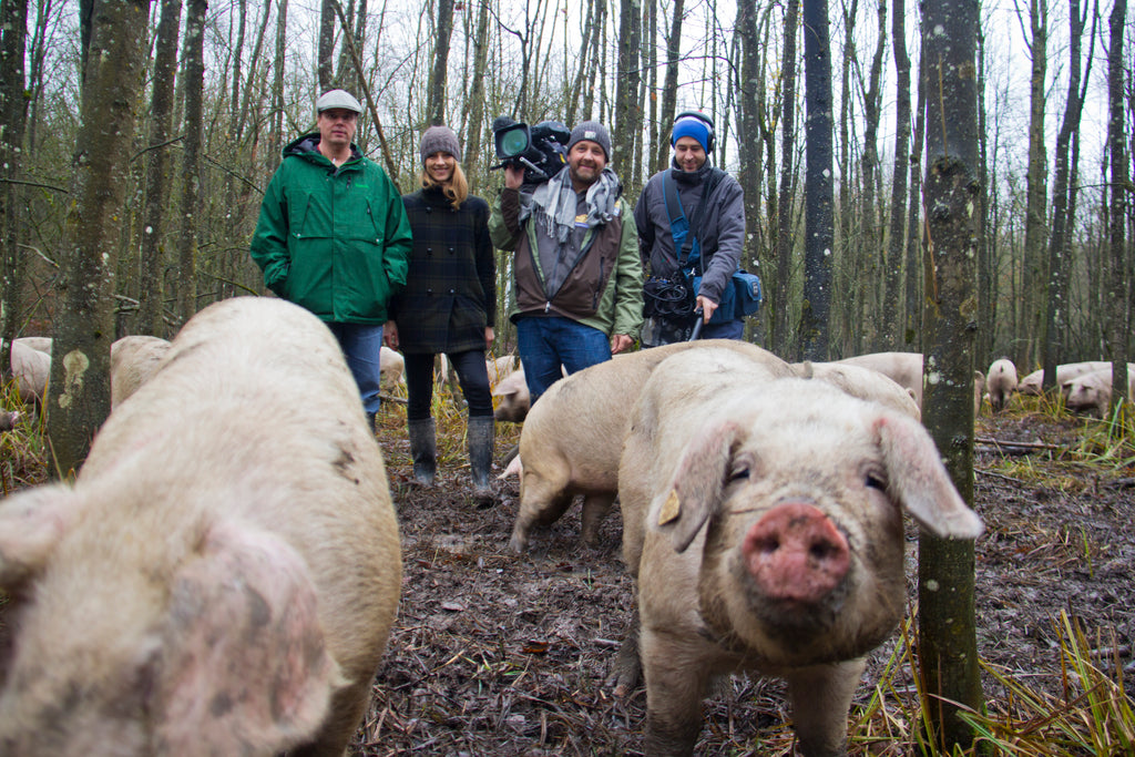 The film team and the acorn pigs in the forest