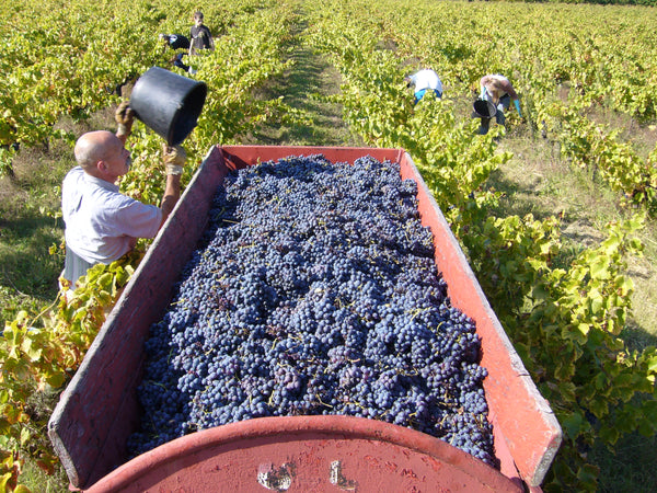 Grape harvest – everyone pitches in