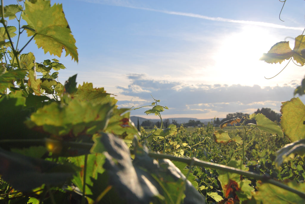 Forskelligt klima i vinregionen i Lisboa - Maitre Philippe & Filles