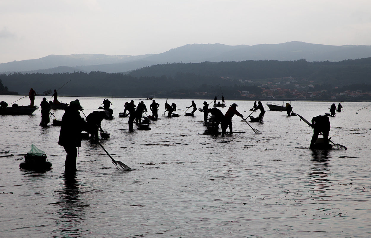 Skaldyrsfiskeri i Galicien