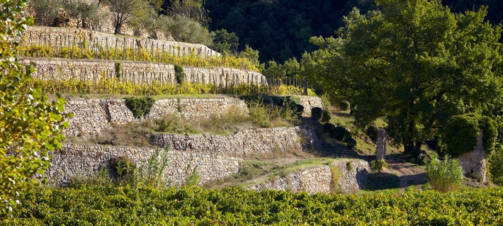 Vineyards in Terrasses near Château Miraval