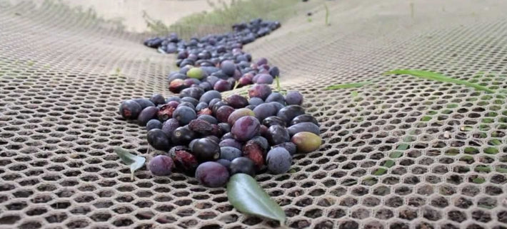 Cailletier olives, Alziari in Nice