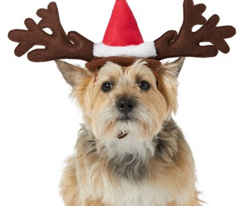 Dog with reindeer ears