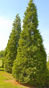 Thuja Green Giant Evergreen Privacy Trees Anythinggreen Com