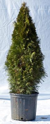 Emerald Green Arborvitae Growth Chart