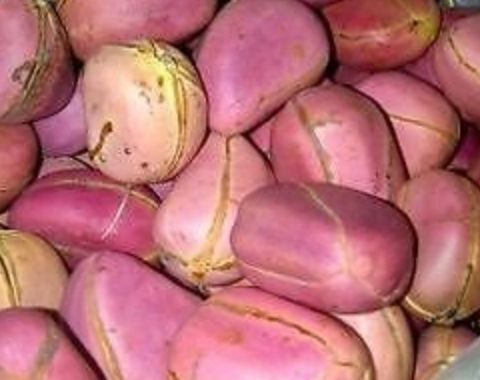 Obi Abata - Kola nuts - 30 pieces