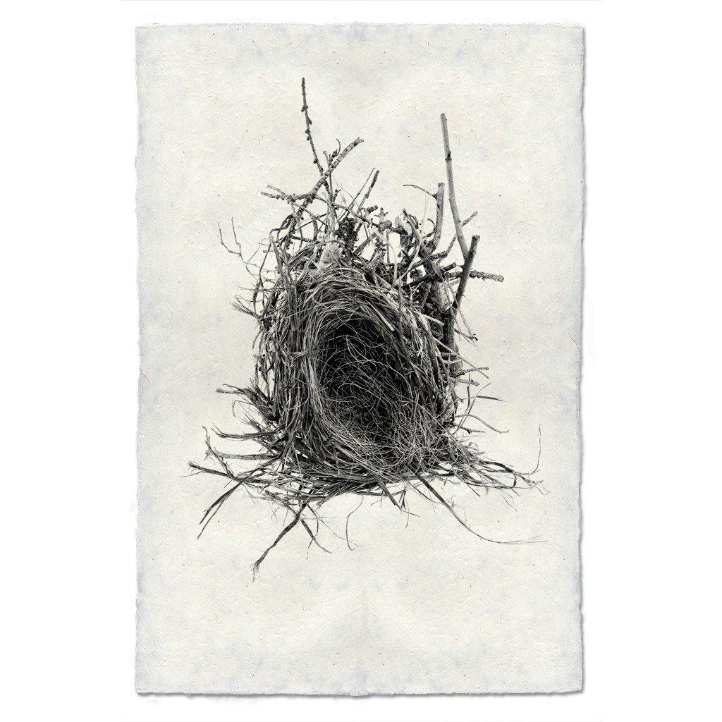 Small Nest Study #12 Print