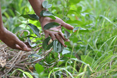 Young guapinol tree, reforestation in San Lorenzo. Naturaleza Organic Jewelry 2019