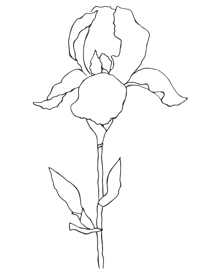 Iris - Minimalist Line Art Plant Poster