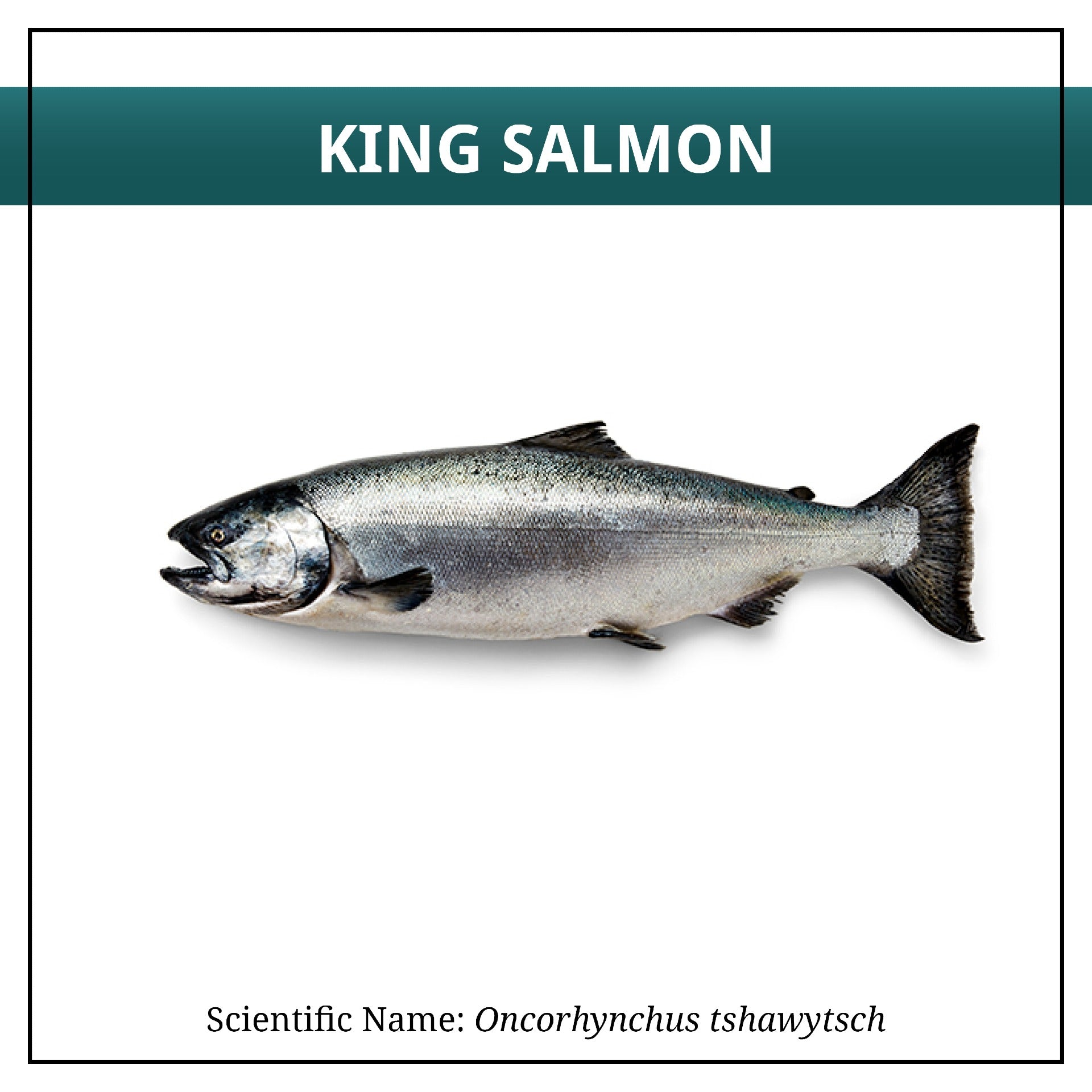 King Salmon – Alaskans Own