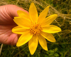 Arnica Flower