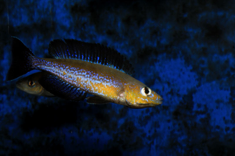 Кабое. Циприхромис микролепидотус. Бентохромис Кабого. Бентохромис Трикоти Кабого. Cyprichromis microlepidotus 'Kibige Island' (Kibishi).