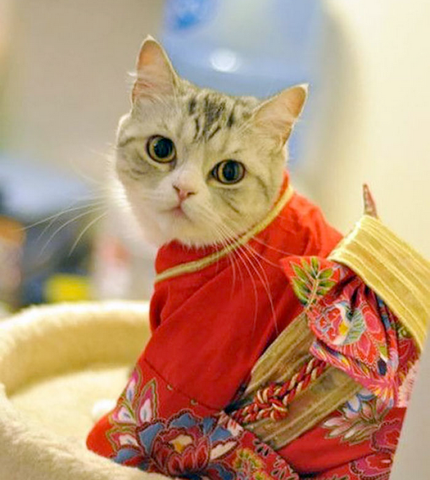 Des Chats En Kimono Vraiment Trop Mignon Bento Co