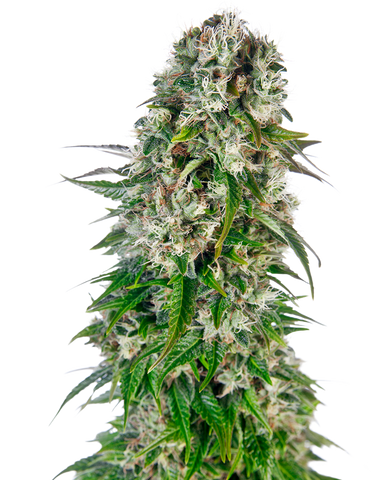 Big bud Auto