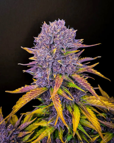 Purple Lemonade auto