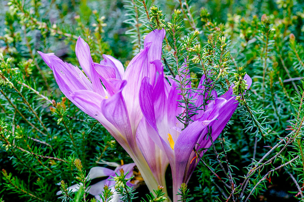 fleur mortelle pour l'homme