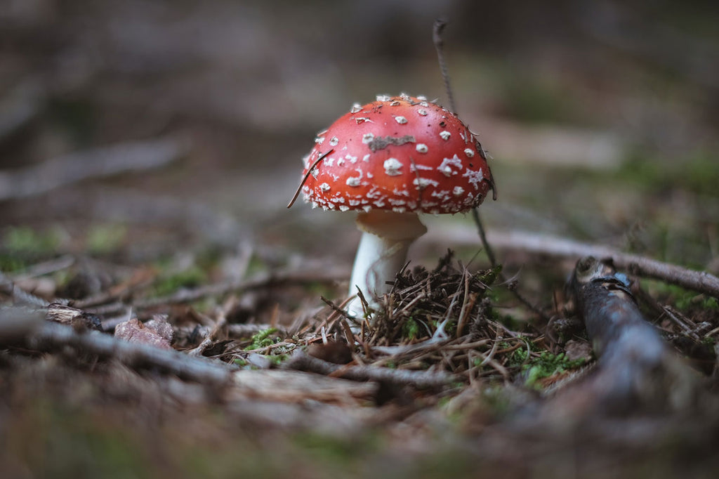 champignon toxique