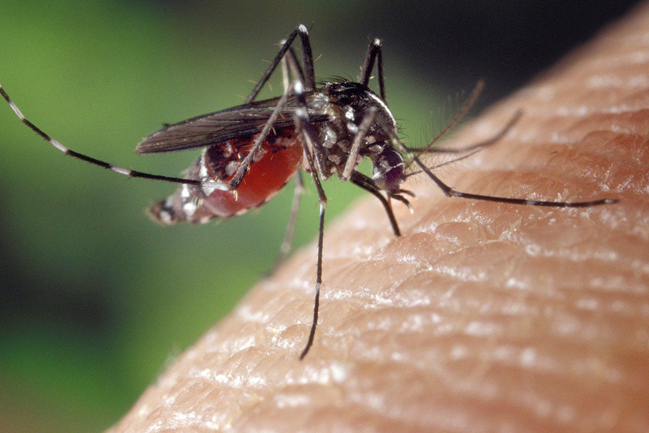 comment eviter les piqures de moustiques