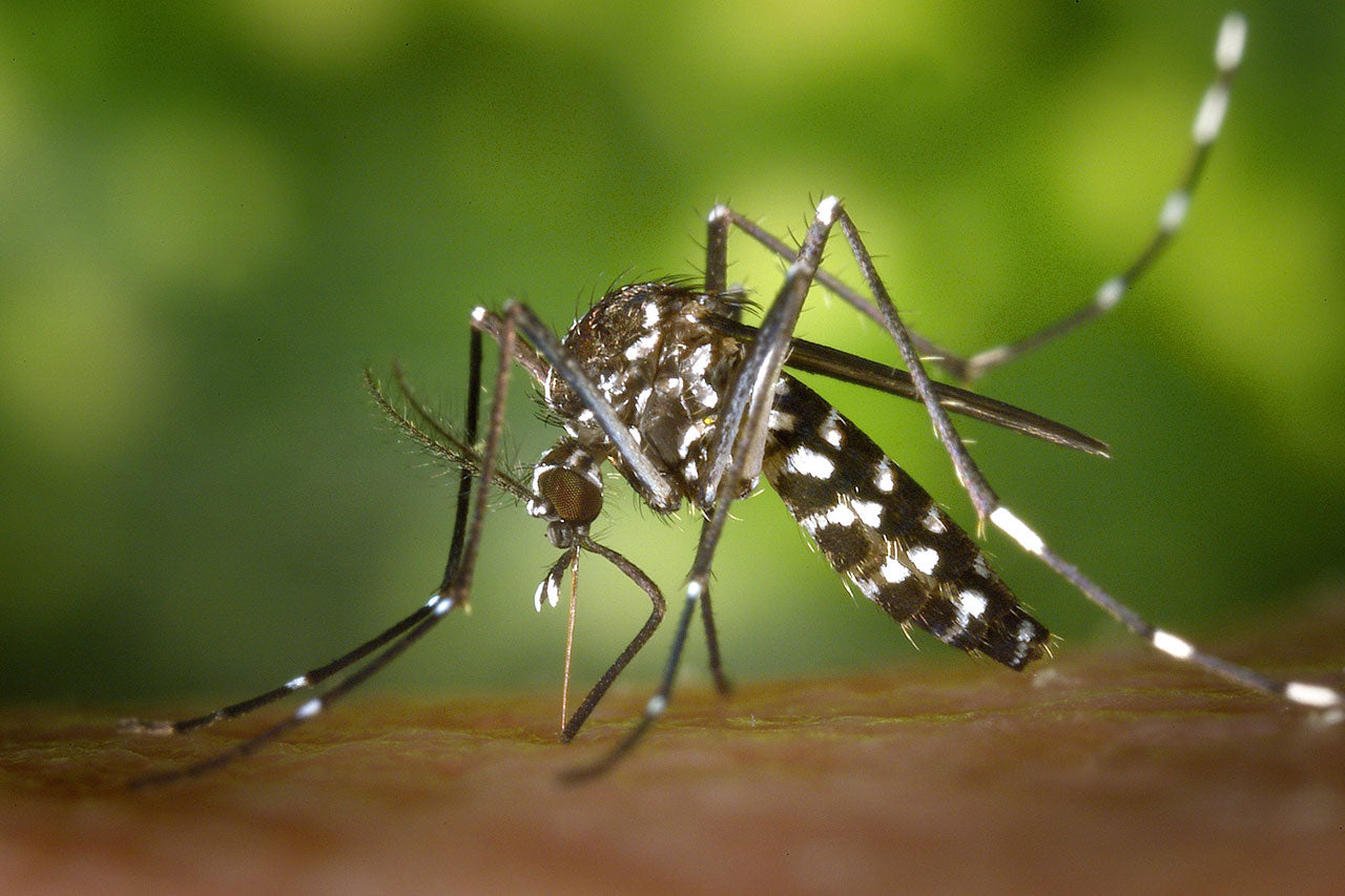 comment eviter piqure moustique