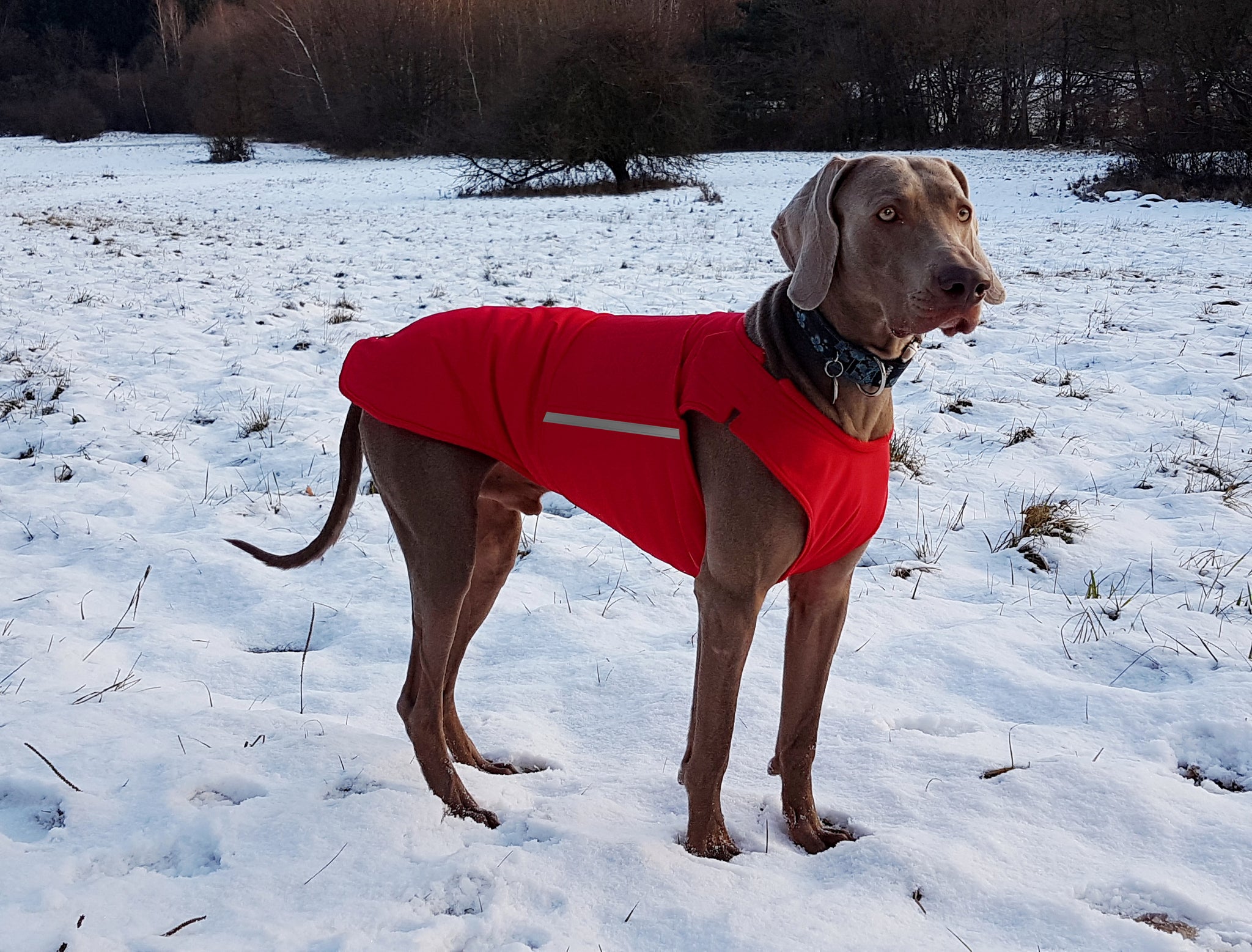 vizsla