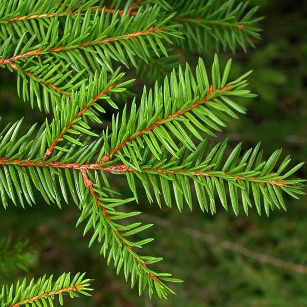 Norway Spruce needles
