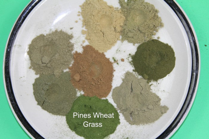 Comparison of True Wheat Grass powder with Flag Grass Powders for website
