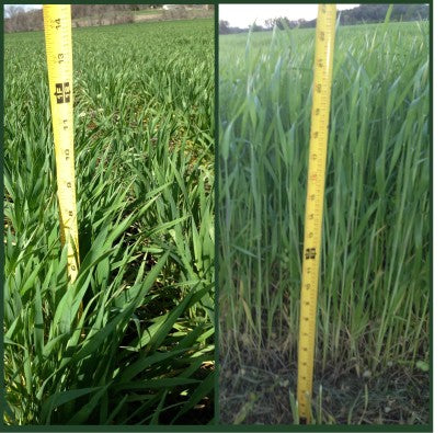 compare grasses - right