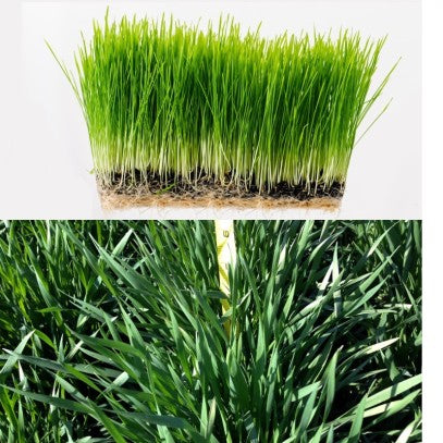 The bottom picture shows the way Schnabel grew his wheatgrass compared to the top picture of growing it indoors.